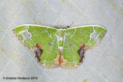 Comibaena albimarginata