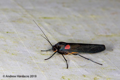 Monosyntaxis holmanhunti