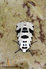 Clethrorasa pilcheri