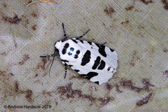 Clethrorasa pilcheri