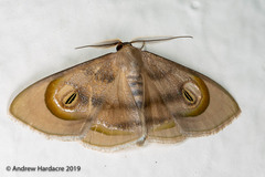 Problepsis achlyobathra