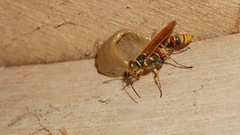 Sceliphron deforme taiwanum