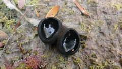 Urnula