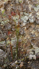 Schizaea australis