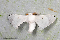 Penicillifera apicalis