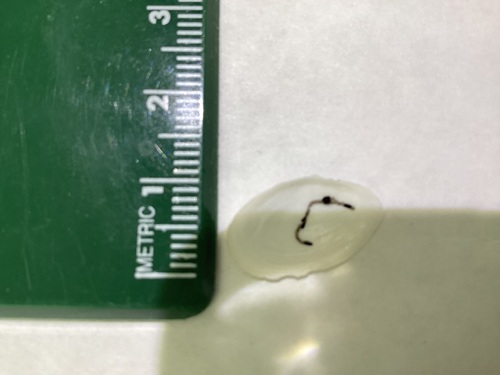 Macoploma yoldiformis, 2025-08-20