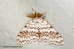 Lymantria brotea