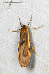 Teulisna diastropha