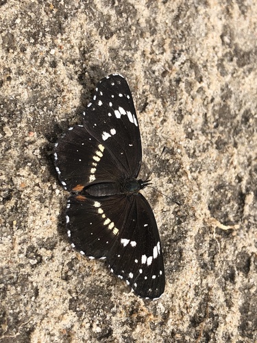 Bordered Patch, Colorado, US, photo 9 of 10