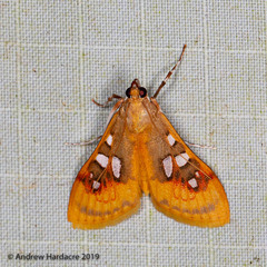 Sameodes pictalis