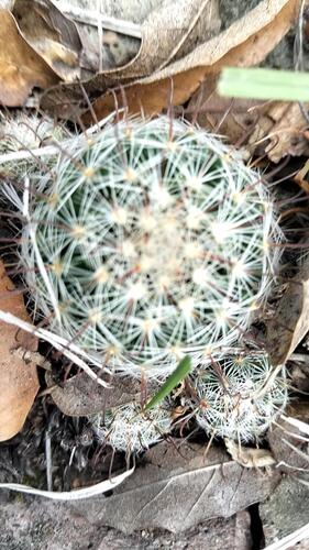 Mammillaria longiflora