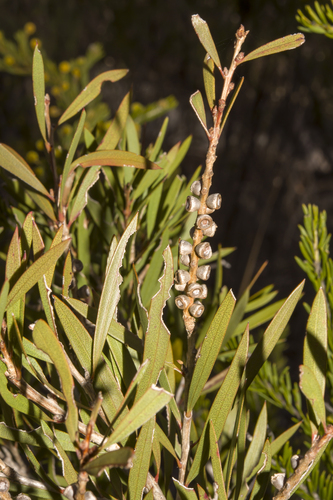 Callistemon flavovirens, 2025-08-16