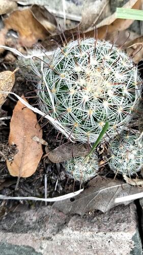 Mammillaria longiflora