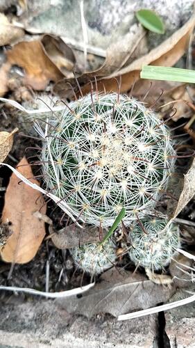 Mammillaria longiflora