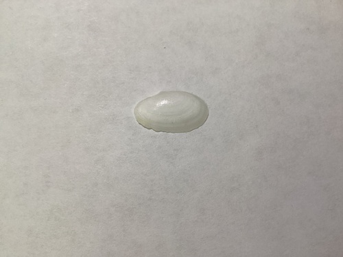Macoploma yoldiformis, 2025-08-20