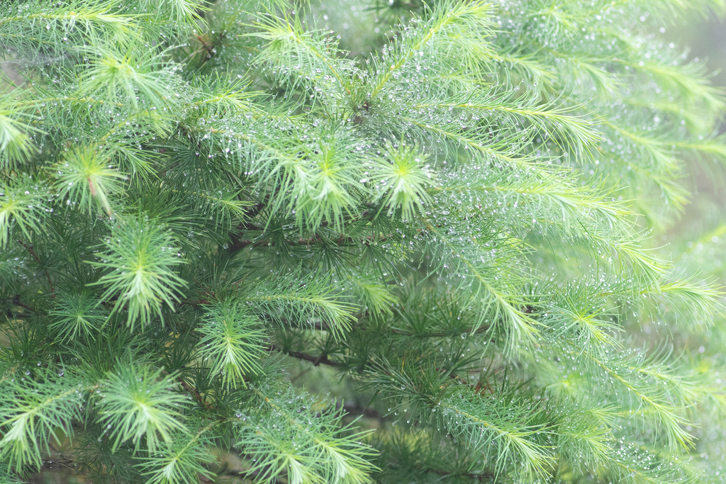 Larix griffithii; photograph (c) Morten Ross, some rights reserved (CC BY)