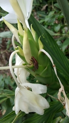 Sphenocorynes kosempoensis