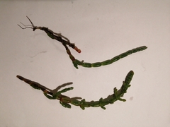 Salicornia blackiana