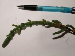 Salicornia blackiana