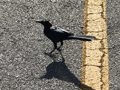 Quiscalus mexicanus