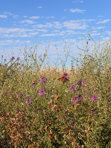 Monarch photographed in Utah