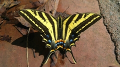 Papilio pilumnus