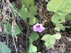 Ipomoea cordatotriloba
