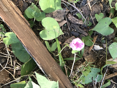 Ipomoea cordatotriloba
