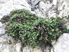 Pseudoscabiosa limonifolia