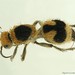 Dasymutilla arachnoides - Photo (c) conabio_bancodeimagenes, μερικά δικαιώματα διατηρούνται (CC BY-NC-ND), uploaded by conabio_bancodeimagenes