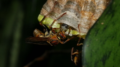 Polistes formosanus
