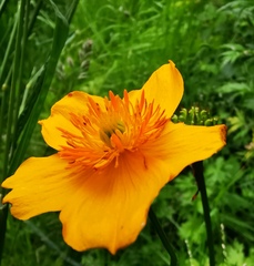 Trollius riederianus