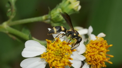 Stenodynerus chinensis