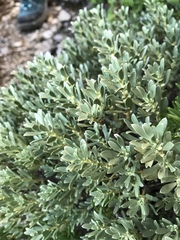 Thymelaea tartonraira