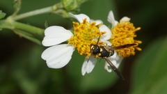 Stenodynerus chinensis