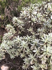Thymelaea tartonraira