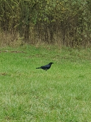 Corvus corone