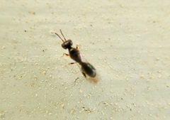 Spilomena