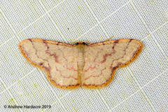 Idaea craspedota