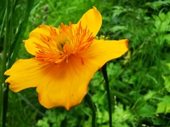 Trollius riederianus