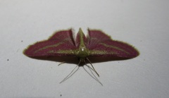 Leptostales laevitaria