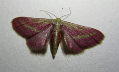 Leptostales laevitaria