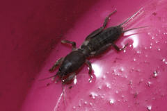 Gryllotalpidae