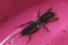 Gryllotalpidae