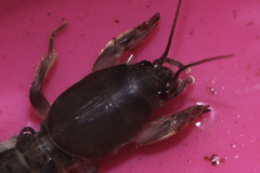 Gryllotalpidae