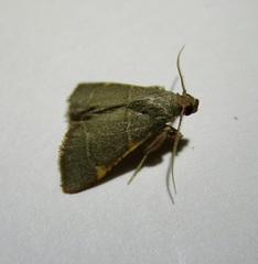 Hypsopygia binodulalis