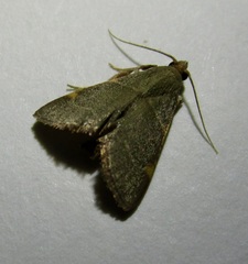 Hypsopygia binodulalis