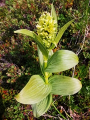 Veratrum oxysepalum
