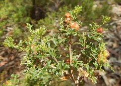 Dodonaea humilis