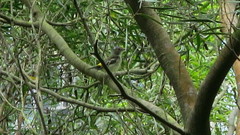 Ficedula zanthopygia